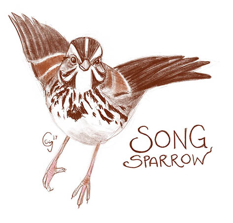 songsparrow-caseygirard