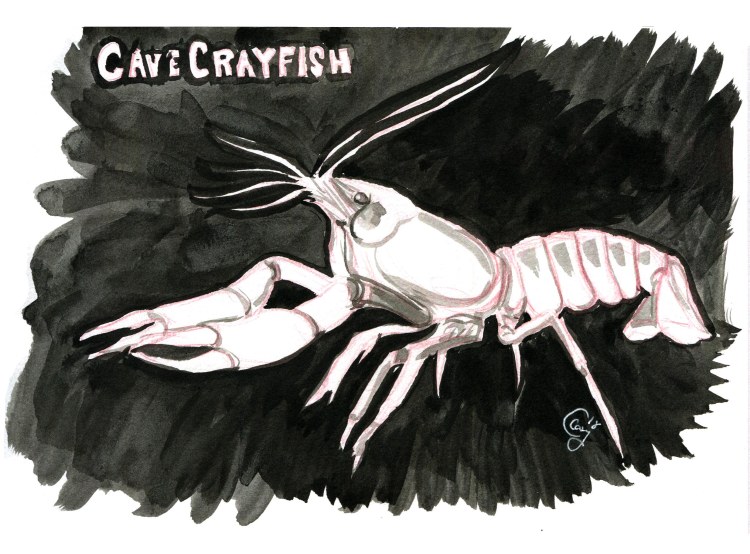 11-cavecrayfish-caseygirarda
