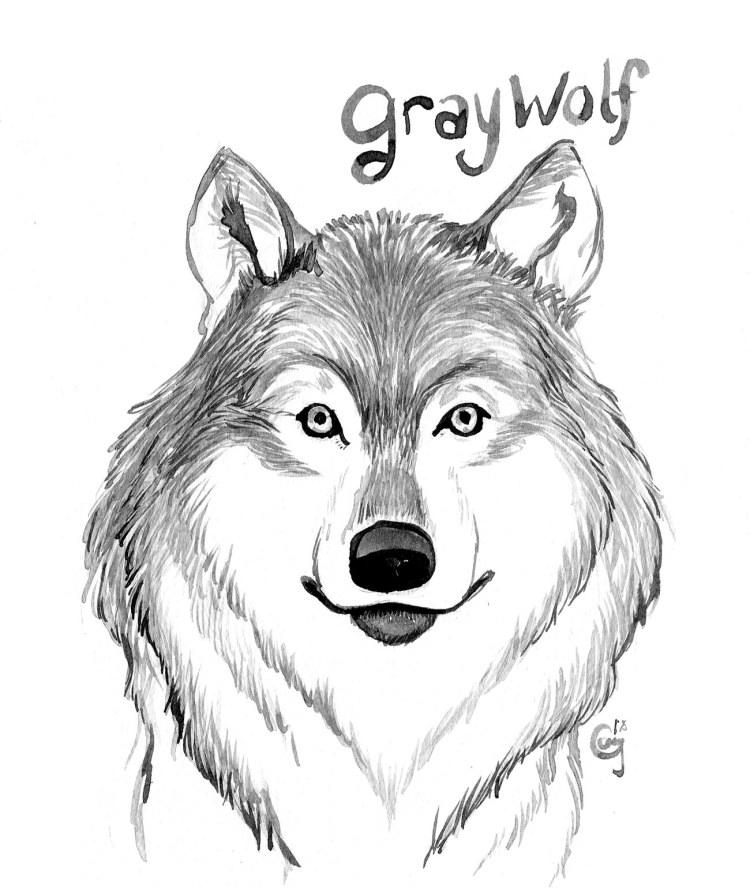 12-graywolf-caseygirard