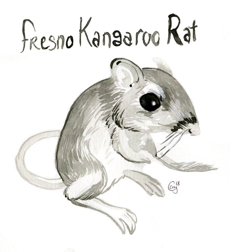 14 FresnoKangarooRat-caseygirard