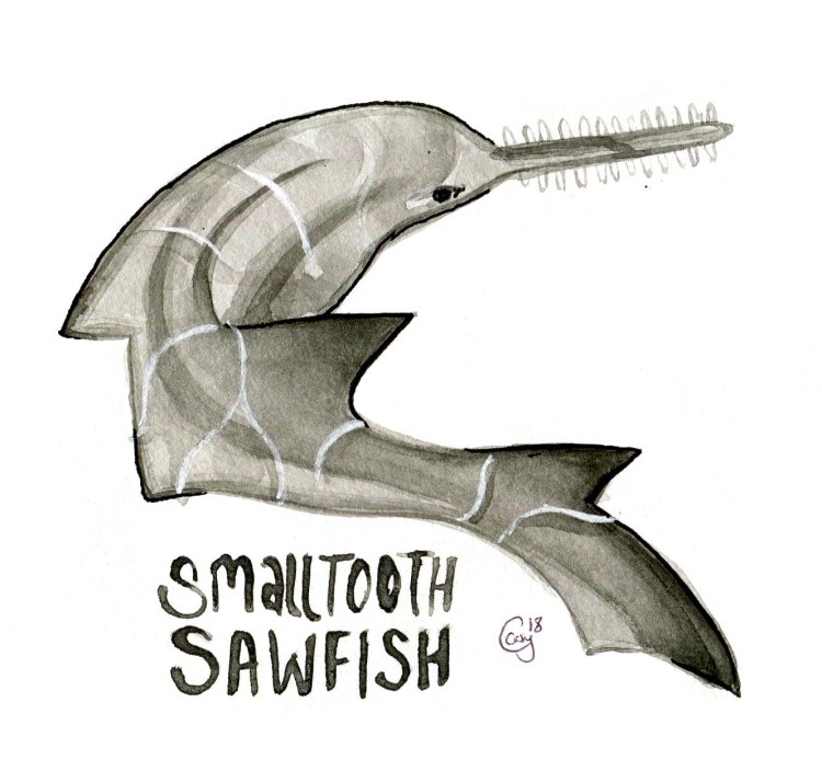 15 SmalltoothSawfish-caseygirard