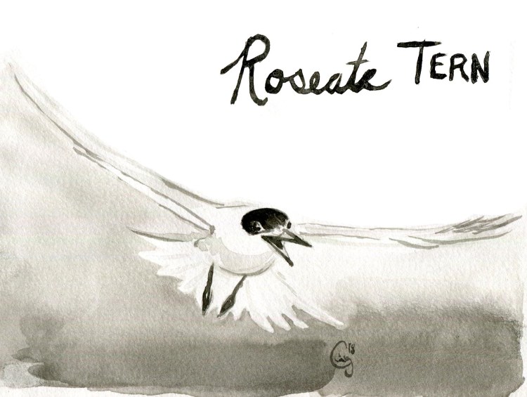 17 roseatetern-caseygirard