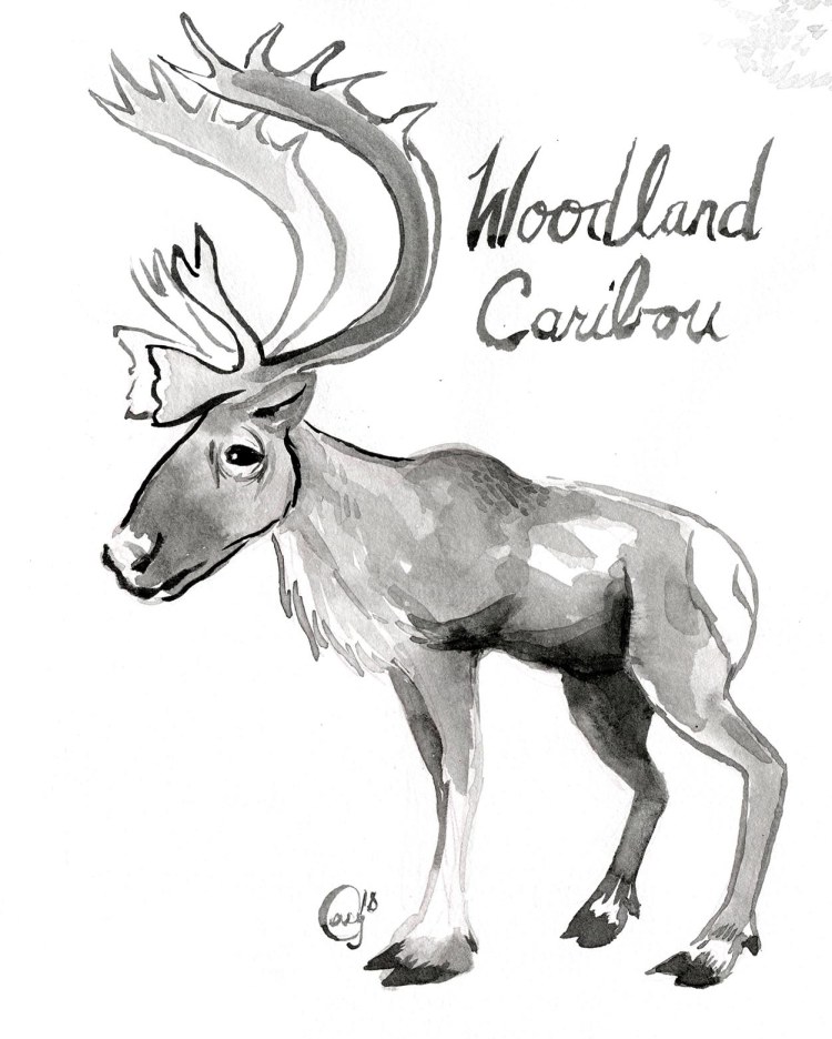 18 WoodlandCaribou-caseygirard