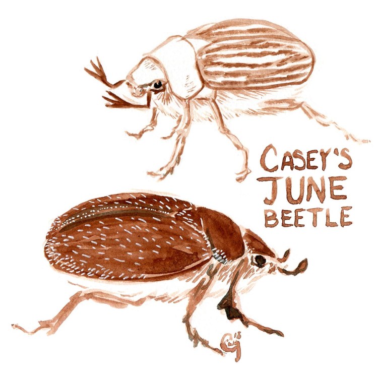 19 CaseysJuneBeetle-caseygirard