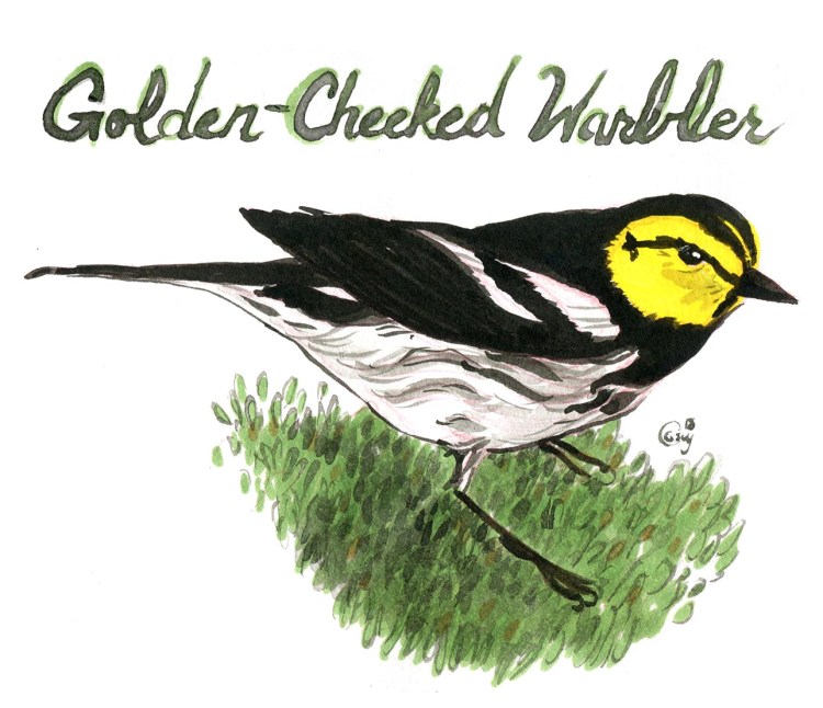 20Golden-cheekedwarbler-caseygirard-1