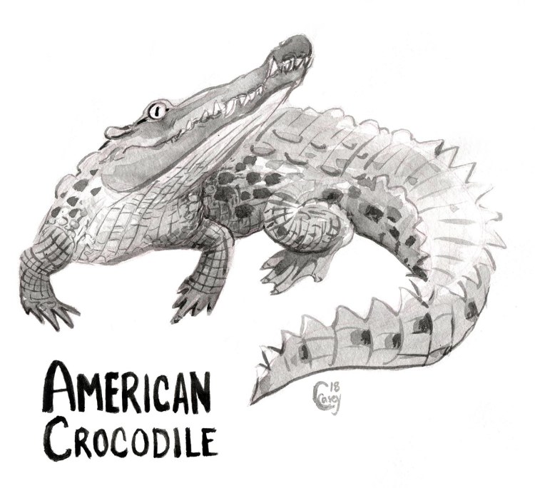 22AmericanCrocodile-caseygirard