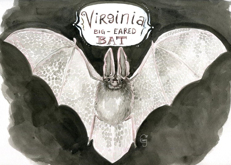 22VirginiaBigEaredBat-caseygirard