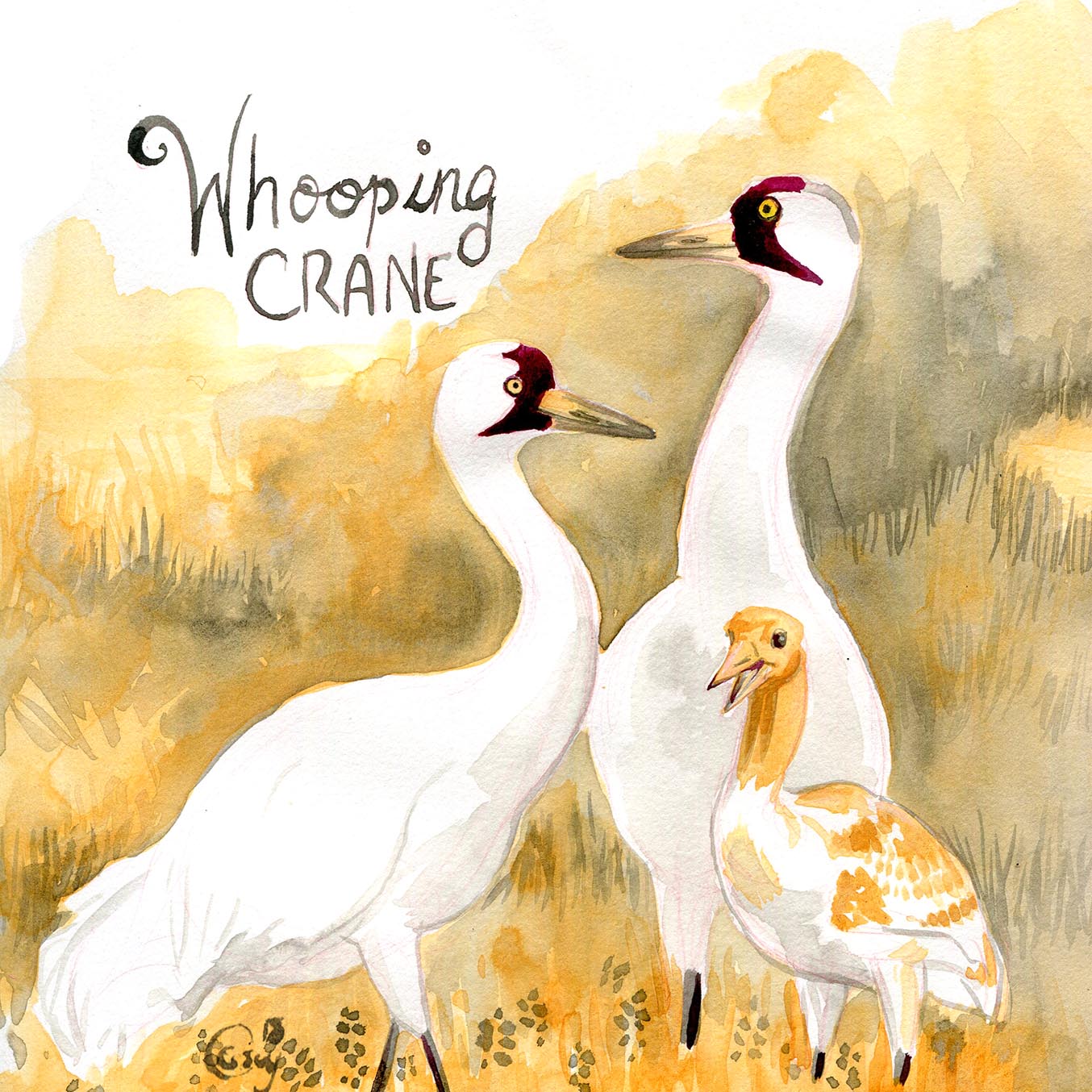 25-whoopingcranecaseygirard