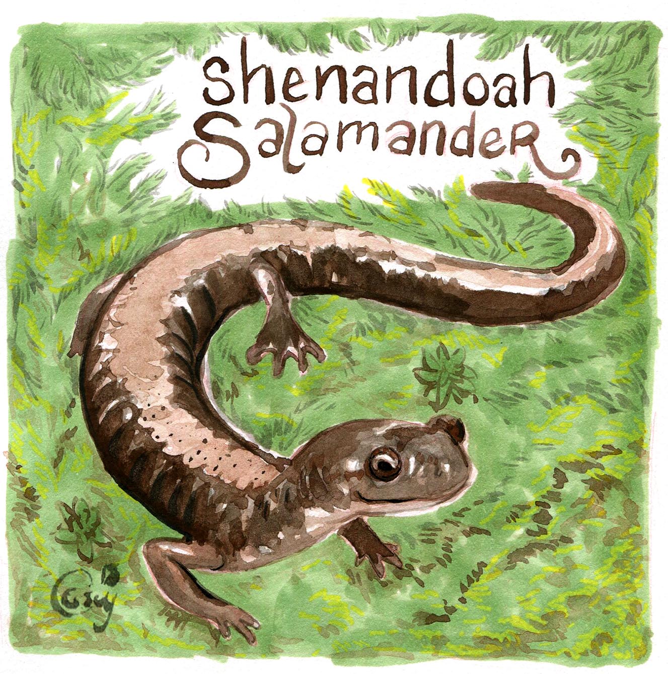 27 ShenandoahSalamander-caseygirard