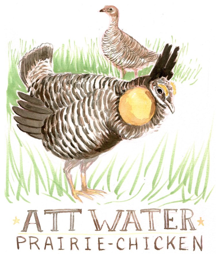28AttwaterPrairieChicke-Caseygirard