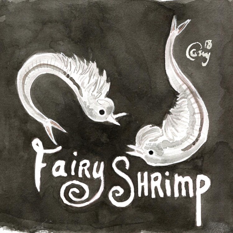 31FairyShrimp-caseygirard