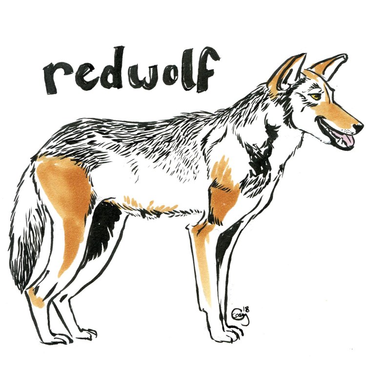 redwolf-caseygirard
