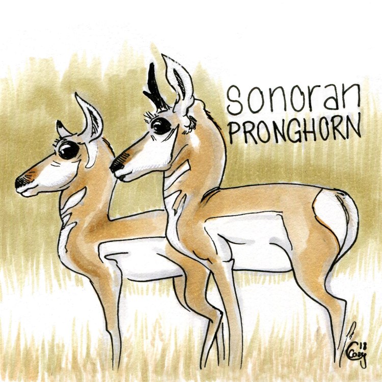 sonoranpronghorn-caseygirard