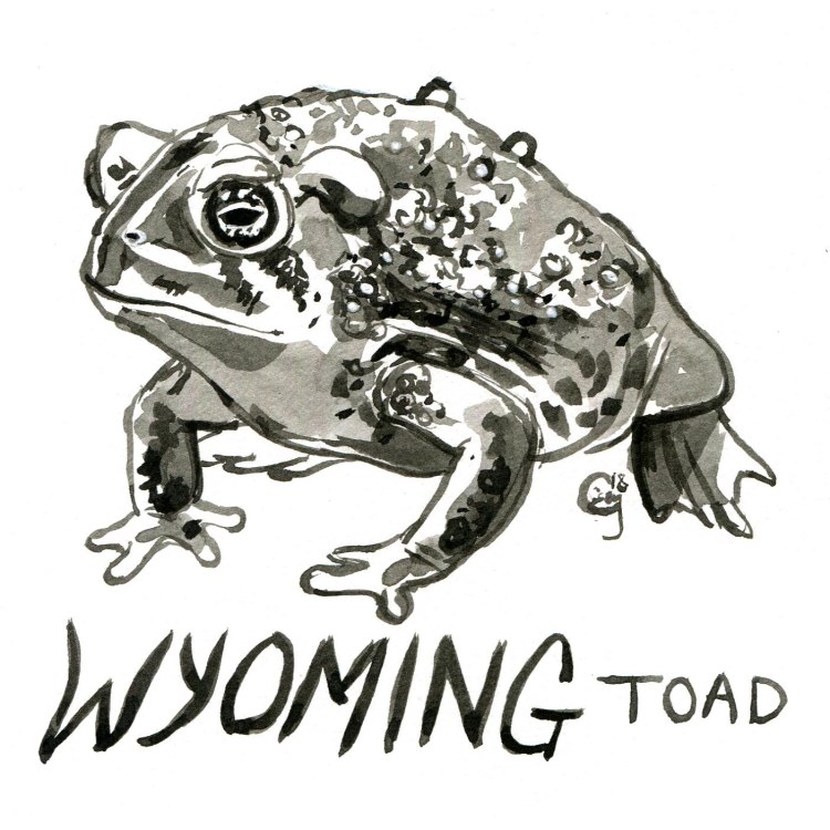 wyomingtoad-caseygirard